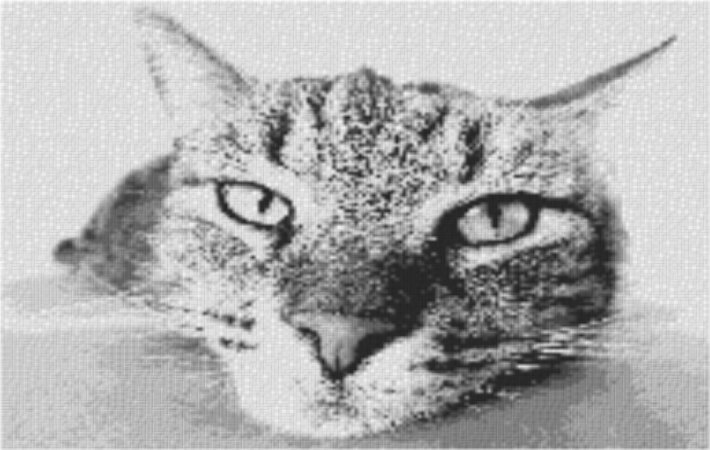 Bored Kitten 80x60cm schwarz/weiß per eMail