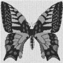 Butterfly 60x60cm schwarz/weiß als Entwurfdruck