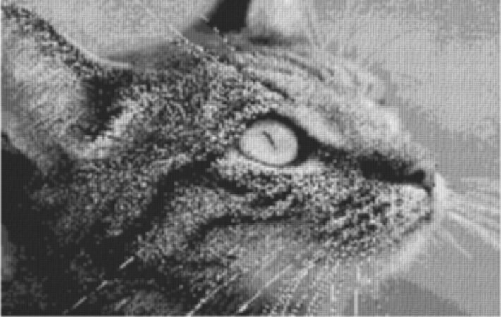Cat1 80x60cm schwarz/weiß per eMail