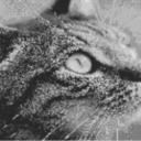 Cat1 80x60cm schwarz/weiß per eMail