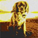 King Charles Spaniel 80x80cm yellow Style per eMail