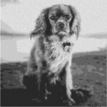 King Charles Spaniel 80x80cm schwarz/weiß per eMail