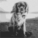 King Charles Spaniel 80x80cm schwarz/weiß per eMail