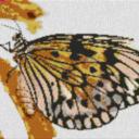 Butterfly1 80x60cm cartoon Style per eMail