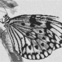 Butterfly1 80x60cm schwarz/weiß per eMail