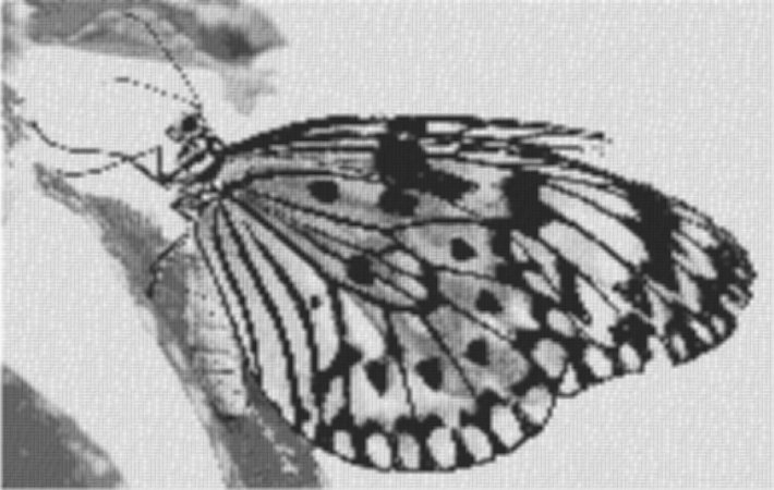 Butterfly1 80x60cm schwarz/weiß als Volldruck