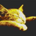 Cat2 80x60cm yellow Style als Entwurfdruck