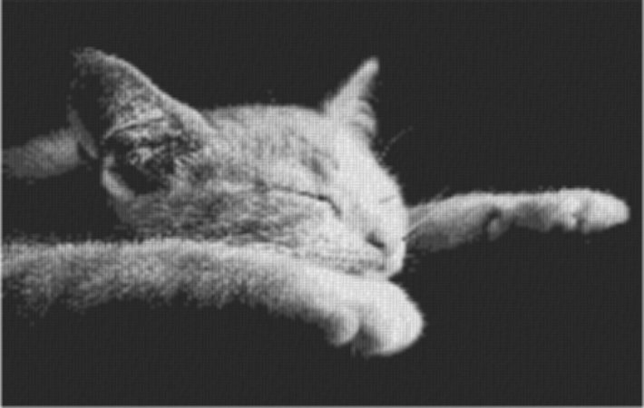 Cat2 80x60cm schwarz/weiß als Entwurfdruck