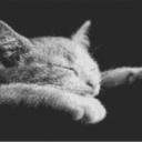 Cat2 80x60cm schwarz/weiß als Entwurfdruck