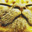 Cat3 80x60cm yellow Style per eMail