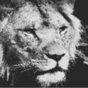 Lion 80x60cm schwarz/weiß als Entwurfdruck
