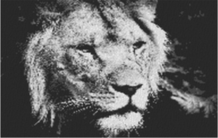 Lion 80x60cm schwarz/weiß als Volldruck