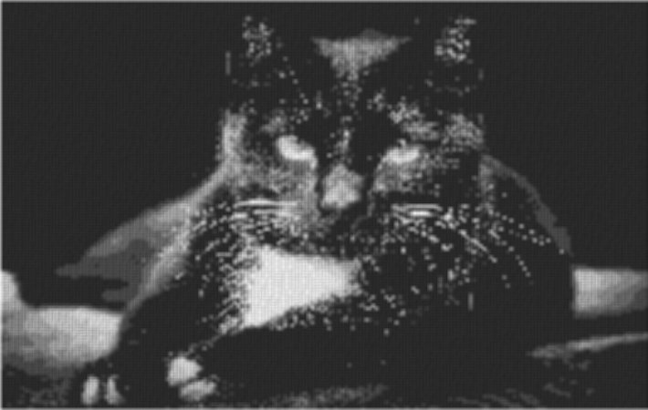 Cat5 80x60cm schwarz/weiß als Volldruck