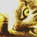 Cat6 80x60cm yellow Style als Entwurfdruck