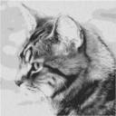 Cat7 80x80cm schwarz/weiß als Entwurfdruck