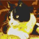 Cat8 100x60cm yellow Style per eMail