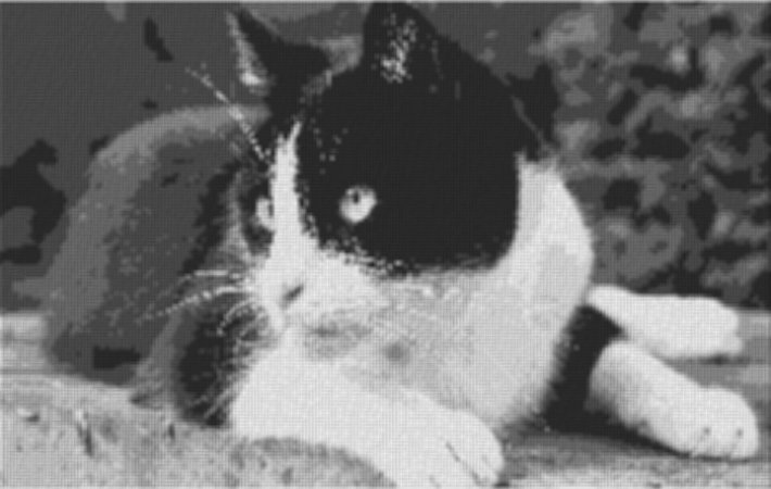 Cat8 100x60cm schwarz/weiß als Entwurfdruck