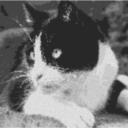 Cat8 100x60cm schwarz/weiß als Entwurfdruck