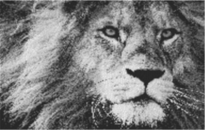 Lion 80x60cm schwarz/weiß per eMail