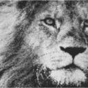 Lion 80x60cm schwarz/weiß als Entwurfdruck