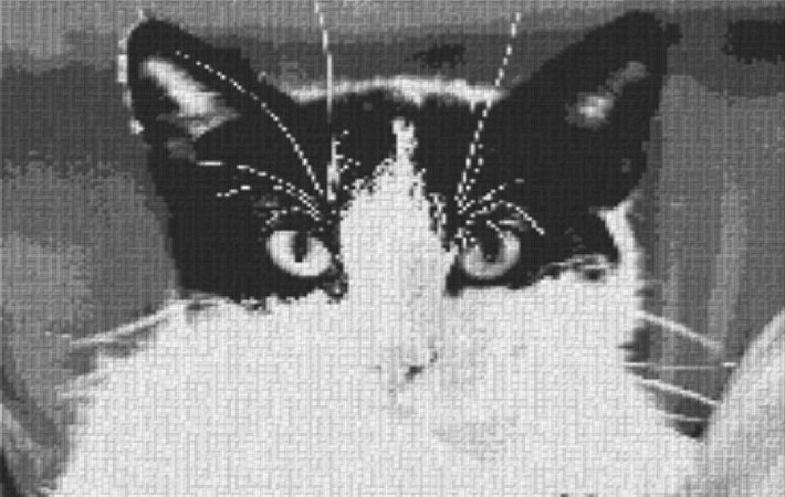 Cat 80x60cm schwarz/weiß per eMail
