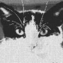 Cat 80x60cm schwarz/weiß per eMail