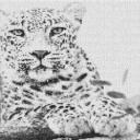 Leopard 80x60cm schwarz/weiß als Entwurfdruck