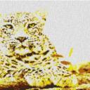 Leopard 80x60cm yellow Style als Entwurfdruck