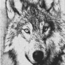 Wolf 60x80cm schwarz/weiß per eMail