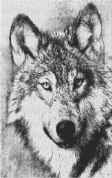 Wolf 60x80cm schwarz/weiß als Volldruck