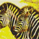 Zebra1 100x60cm yellow Style per eMail