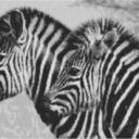 Zebra1 100x60cm schwarz/weiß als Entwurfdruck