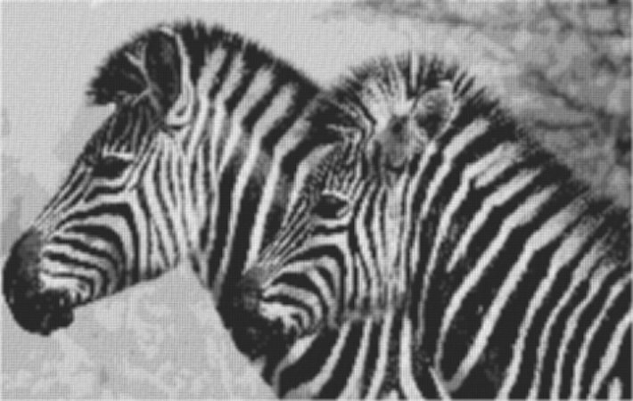 Zebra1 100x60cm schwarz/weiß als Volldruck