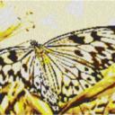 Butterfly2 80x60cm yellow Style als Entwurfdruck