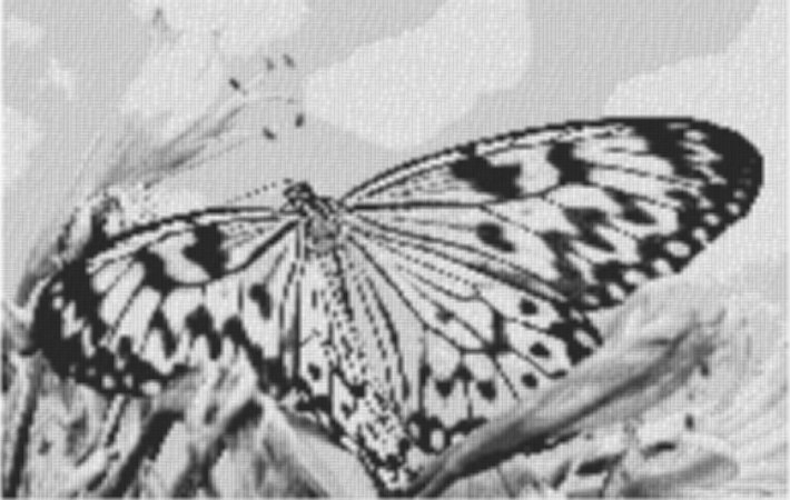 Butterfly2 80x60cm schwarz/weiß als Volldruck