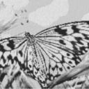 Butterfly2 80x60cm schwarz/weiß als Volldruck
