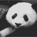 Panda 80x60cm schwarz/weiß als Entwurfdruck