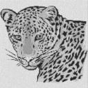 Leopard 60x60cm schwarz/weiß als Entwurfdruck