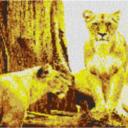 Savanne 80x60cm yellow Style als Entwurfdruck
