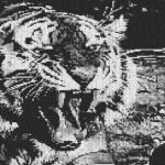 Tiger 80x60cm schwarz/weiß als Entwurfdruck