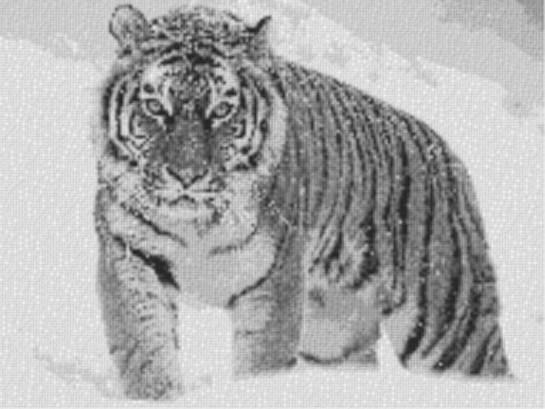 Tiger im Schnee 80x60cm schwarz/weiß als Entwurfdruck