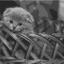 BKH Kitten 100x60cm schwarz/weiß per eMail