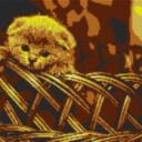 BKH Kitten 100x60cm yellow Style per eMail